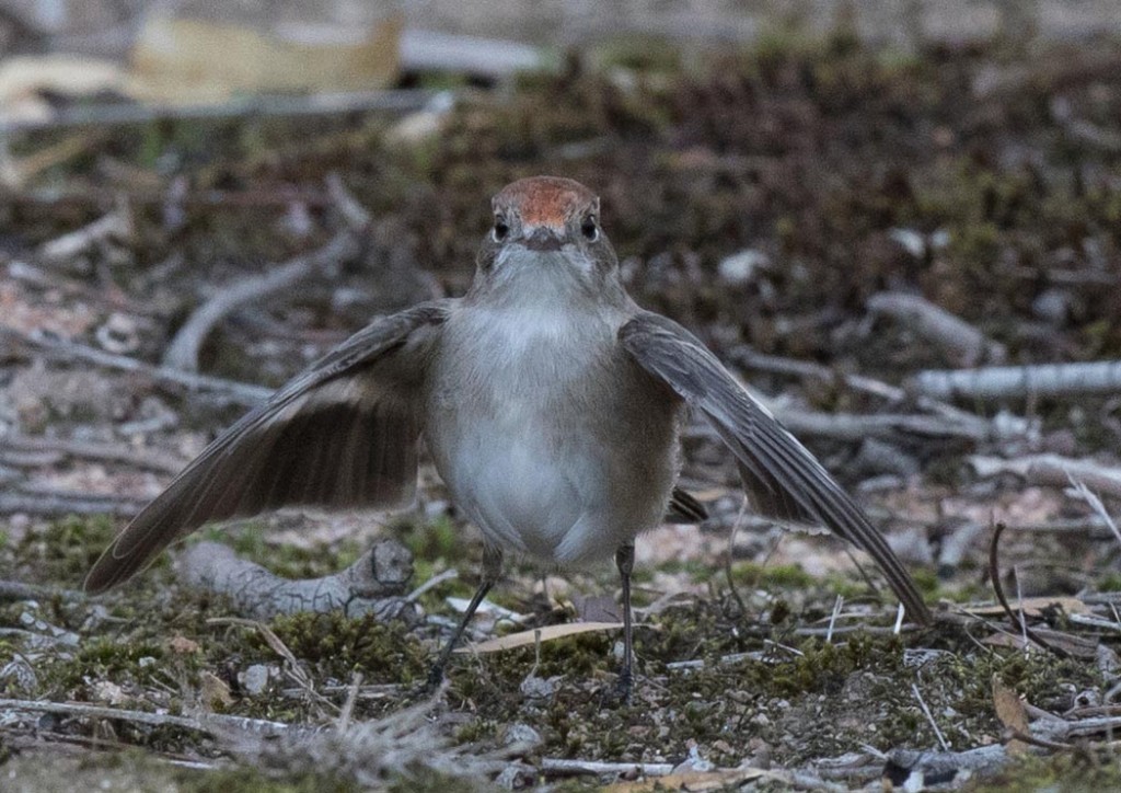 RedcappedRobinfemalewingsoutsmall « BirdingAus