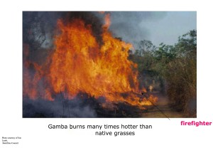 gamba-grass-fire