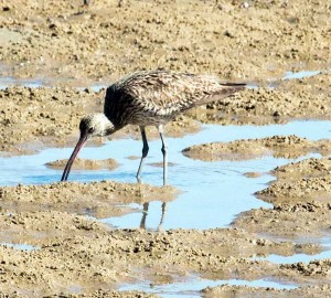 WimbrelorCurlew1