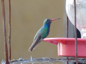 Broad-billed-hummingbird