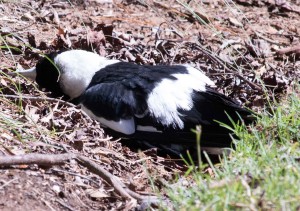 Australian Magpie nominate race male (Gymnorhina tibicen) No not dead cooling